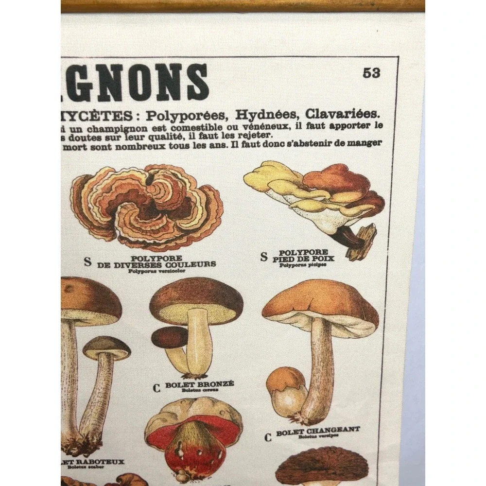 Vintage French Mushroom Botanical Scroll Wall Hanging Canvas Fungi Chart Art